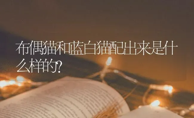 布偶猫和蓝白猫配出来是什么样的？ | 动物养殖问答