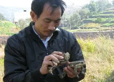 养殖蟾蜍敌害的防治