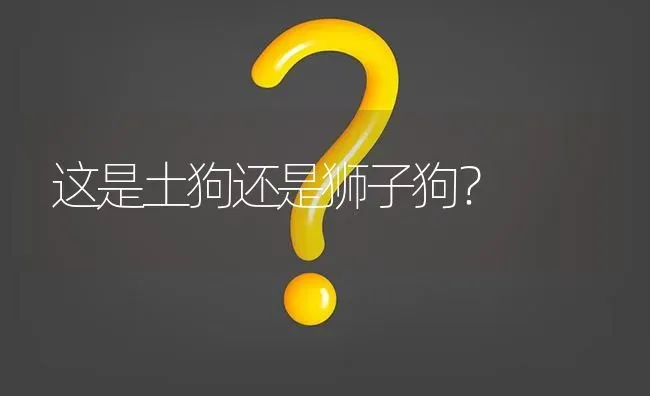 这是土狗还是狮子狗？ | 动物养殖问答