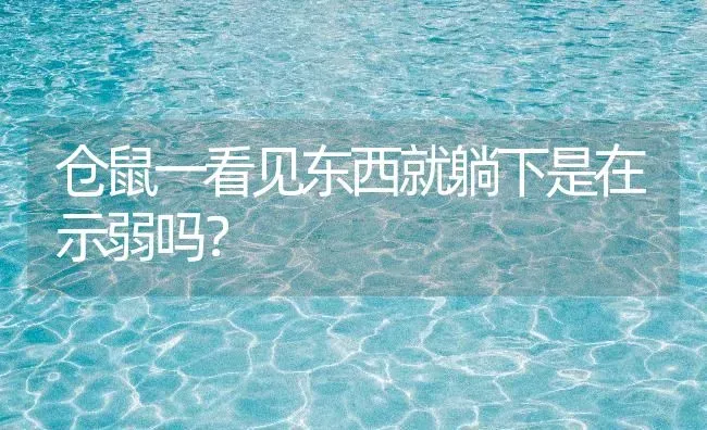 仓鼠一看见东西就躺下是在示弱吗？ | 动物养殖问答