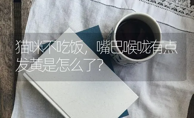 加菲猫是什么品种，加菲猫属于什么品种？ | 动物养殖问答