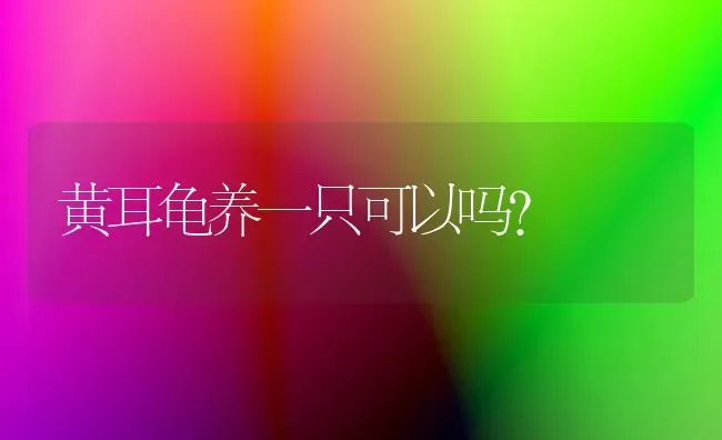 黄耳龟养一只可以吗？ | 动物养殖问答