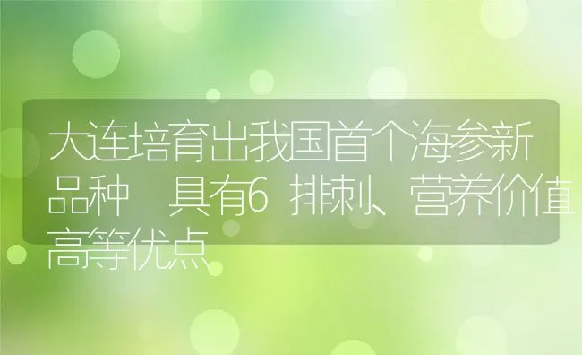 大连培育出我国首个海参新品种 具有6排刺、营养价值高等优点 | 动物养殖饲料