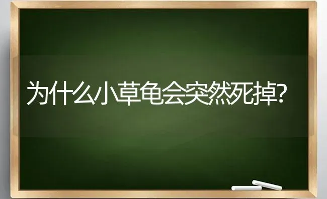 为什么小草龟会突然死掉？ | 动物养殖问答