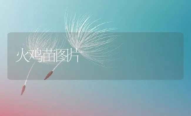 火鸡苗图片 | 动物养殖百科