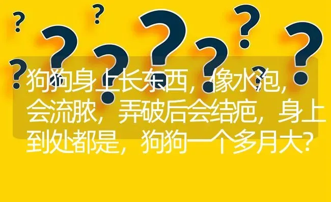 狗狗身上长东西，像水泡，会流脓，弄破后会结疤，身上到处都是，狗狗一个多月大？ | 动物养殖问答