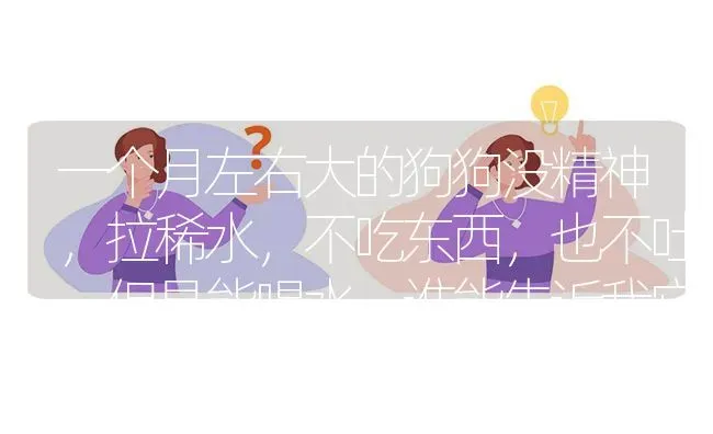 怎么教狗狗大小便？ | 动物养殖问答