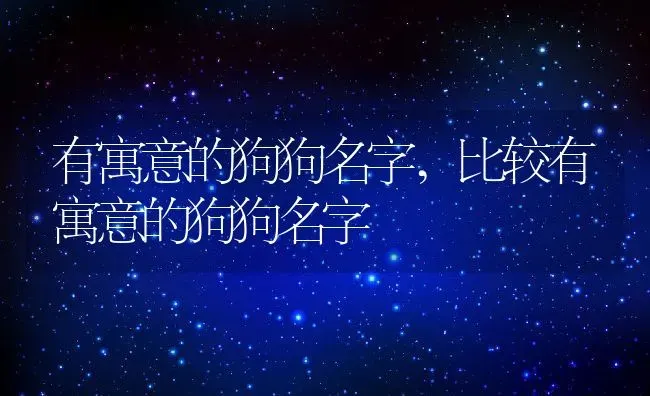 有寓意的狗狗名字,比较有寓意的狗狗名字 | 宠物百科知识