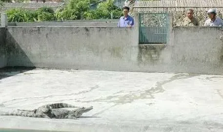 中龄鳄饲养室的设计