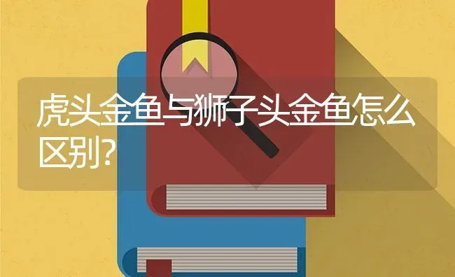 虎头金鱼与狮子头金鱼怎么区别？ | 鱼类宠物饲养