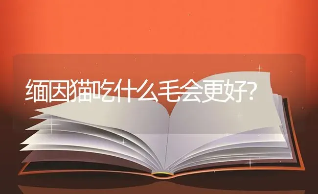 缅因猫吃什么毛会更好？ | 动物养殖问答