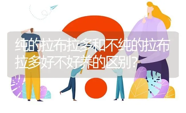 纯的拉布拉多和不纯的拉布拉多好不好养的区别？ | 动物养殖问答