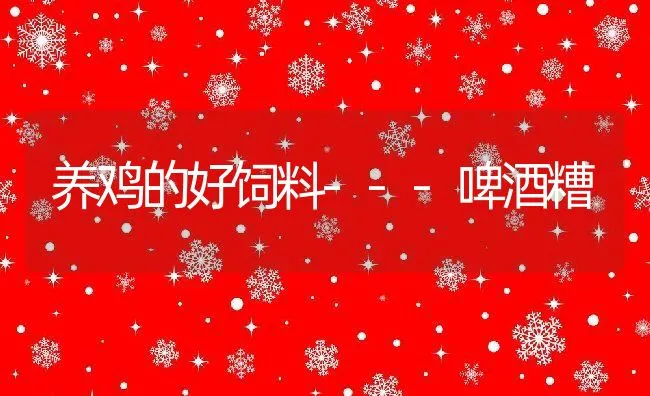 养鸡的好饲料---啤酒糟 | 动物养殖饲料