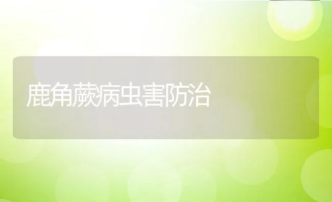 鹿角蕨病虫害防治 | 动物养殖学堂