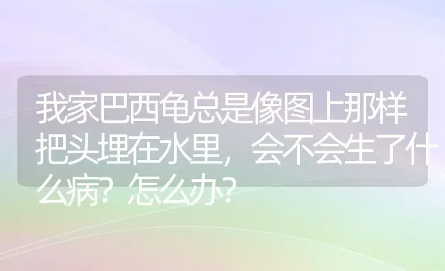 我家巴西龟总是像图上那样把头埋在水里，会不会生了什么病？怎么办？ | 动物养殖问答