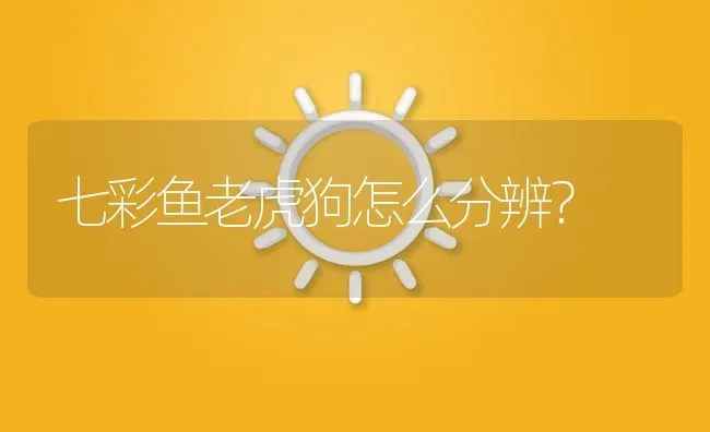 七彩鱼老虎狗怎么分辨？ | 鱼类宠物饲养