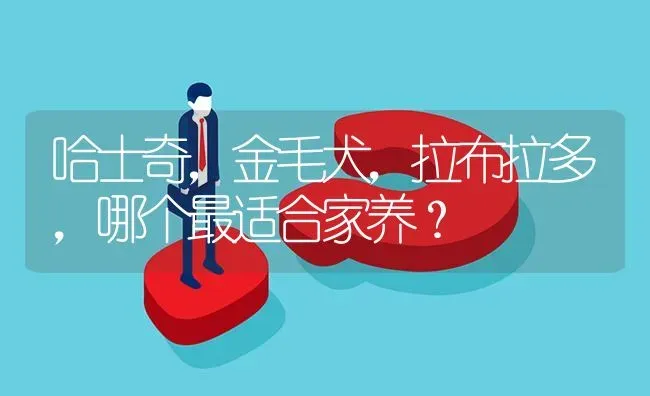 哈士奇，金毛犬，拉布拉多，哪个最适合家养？ | 动物养殖问答