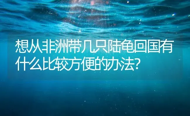 想从非洲带几只陆龟回国有什么比较方便的办法？ | 动物养殖问答