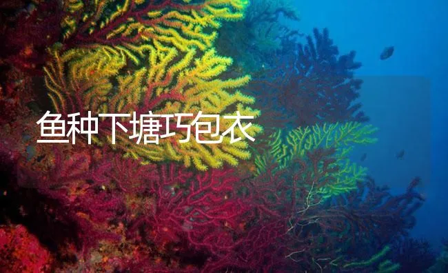 鱼种下塘巧包衣 | 海水养殖技术