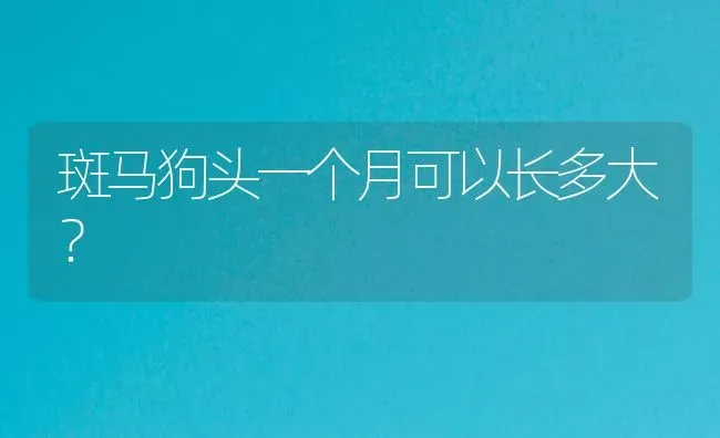 斑马狗头一个月可以长多大？ | 鱼类宠物饲养