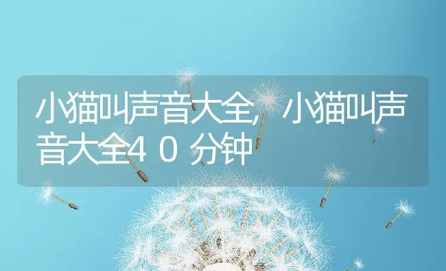 小猫叫声音大全,小猫叫声音大全40分钟 | 宠物百科知识