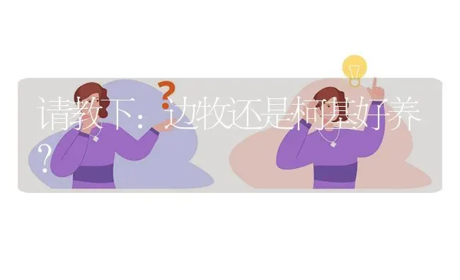 请教下：边牧还是柯基好养？ | 动物养殖问答