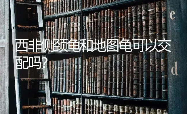 马尔济斯犬一年几窝？ | 动物养殖问答