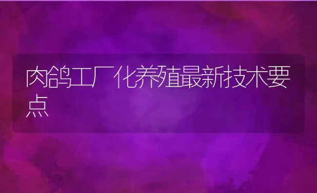 肉鸽工厂化养殖最新技术要点 | 水产养殖知识