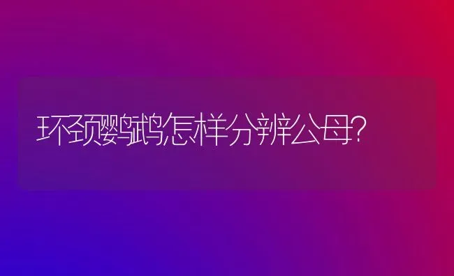 环颈鹦鹉怎样分辨公母？ | 动物养殖问答