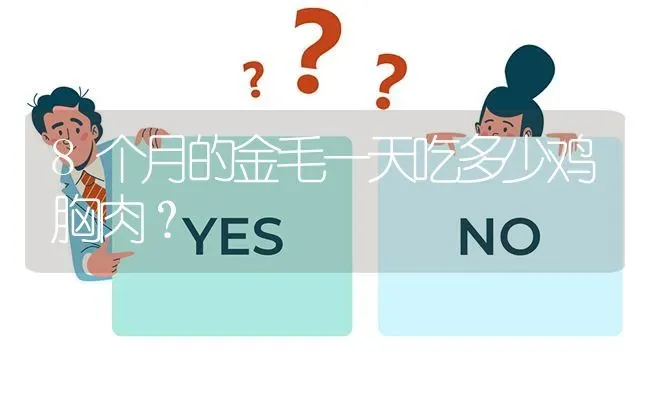 8个月的金毛一天吃多少鸡胸肉？ | 动物养殖问答