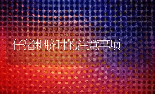 仔猪断脐时的注意事项 | 动物养殖学堂