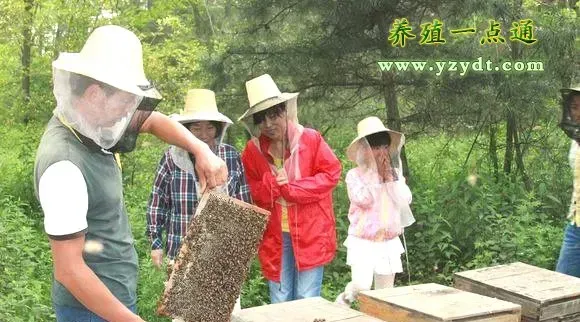 夏季安全养蜂要点