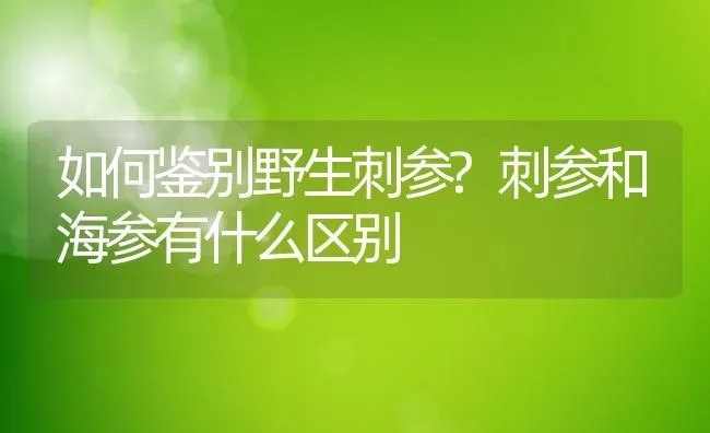 如何鉴别野生刺参?刺参和海参有什么区别 | 动物养殖百科