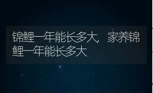 锦鲤一年能长多大,家养锦鲤一年能长多大 | 宠物百科知识