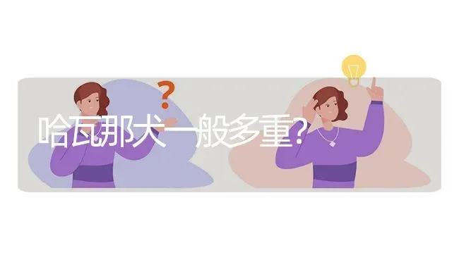 哈瓦那犬一般多重？ | 动物养殖问答