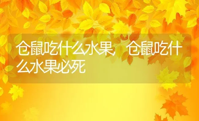 仓鼠吃什么水果,仓鼠吃什么水果必死 | 宠物百科知识