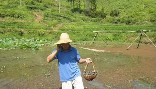 养田螺赚钱吗？田螺养殖前景及市场价格行情分析