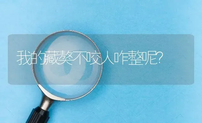 我的藏獒不咬人咋整呢？ | 动物养殖问答