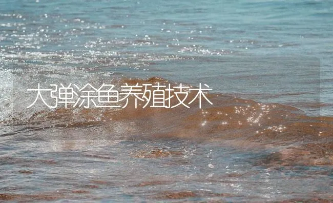 大弹涂鱼养殖技术 | 海水养殖技术