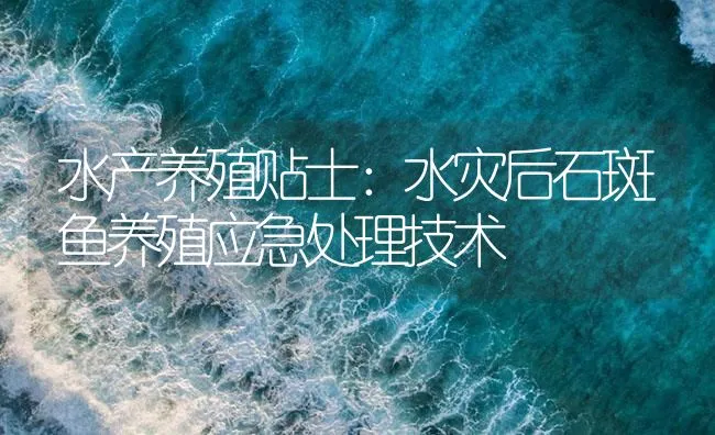 水产养殖贴士：水灾后石斑鱼养殖应急处理技术 | 海水养殖技术