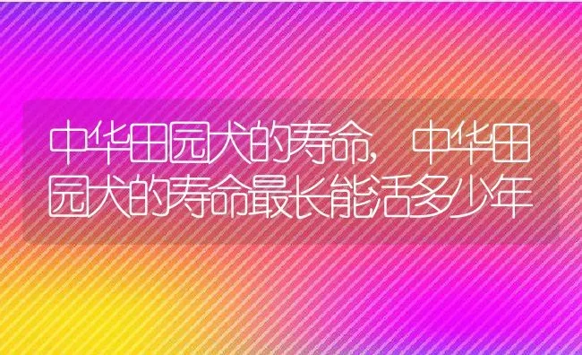 中华田园犬的寿命,中华田园犬的寿命最长能活多少年 | 宠物百科知识