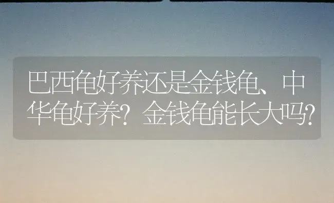 巴西龟好养还是金钱龟、中华龟好养？金钱龟能长大吗？ | 动物养殖问答