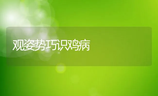 观姿势巧识鸡病 | 动物养殖学堂