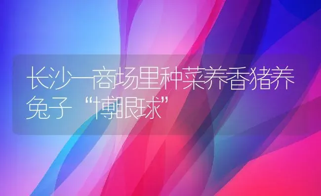 长沙一商场里种菜养香猪养兔子“博眼球” | 动物养殖教程