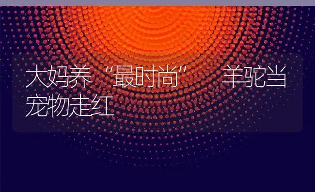 大妈养“最时尚” 羊驼当宠物走红 | 动物养殖教程