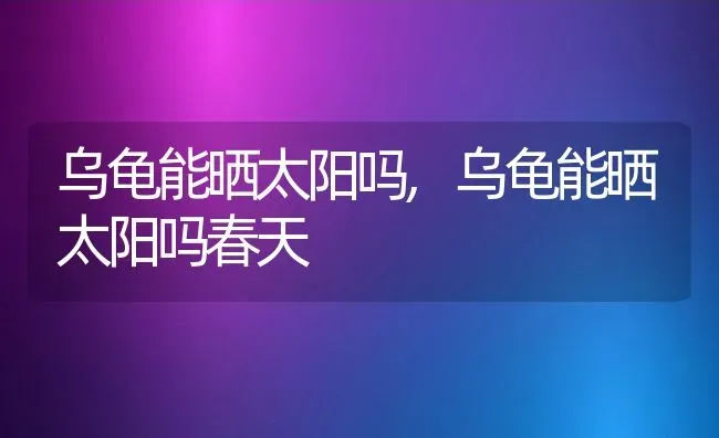 乌龟能晒太阳吗,乌龟能晒太阳吗春天 | 宠物百科知识