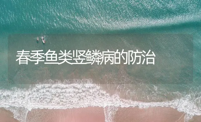 春季鱼类竖鳞病的防治 | 海水养殖技术