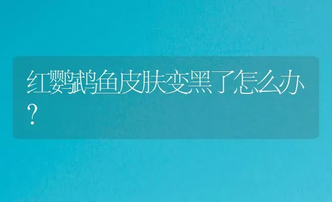 红鹦鹉鱼皮肤变黑了怎么办？ | 鱼类宠物饲养