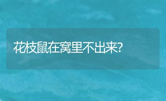 花枝鼠在窝里不出来？ | 动物养殖问答