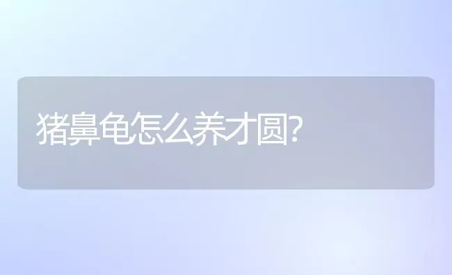 猪鼻龟怎么养才圆？ | 动物养殖问答